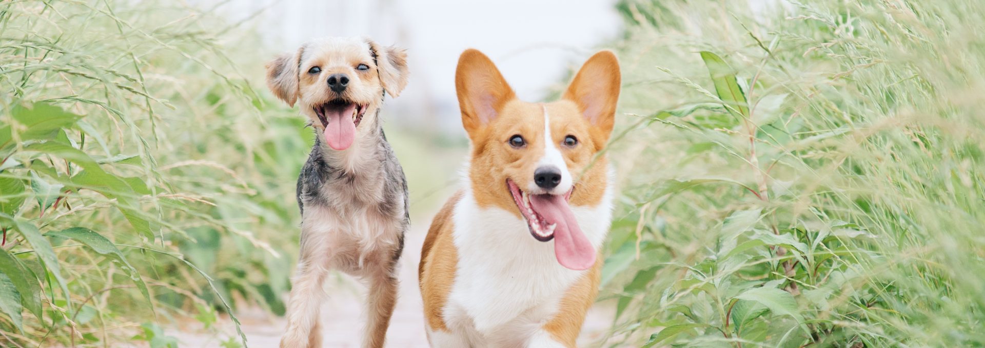 pembroke welsh corgi and brown dog running between grasses